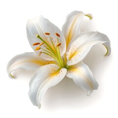 Elegant white lily flower with soft petals and yellow center placed gently on clean white background. Perfect for floral prints, wedding designs, and nature visuals.