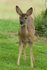Capreolus capreolus aka european roe deer young baby. Nature of Czech republic.
