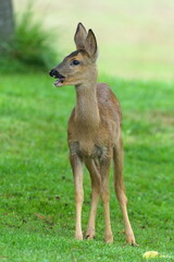 Capreolus capreolus aka european roe deer young baby with open mouth. Nature of Czech republic.