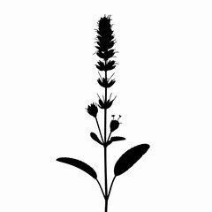 Fototapeta premium Herb Plant Silhouette
