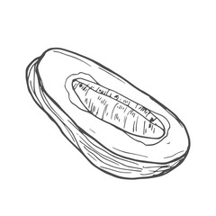 Vector Illustration of Date Fruit. Hand dawn whole dates and slices