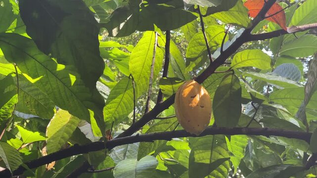 Organic cocoa fruit on the branch surrounded by lush green leaves