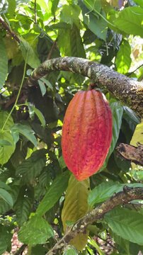 Organic cocoa fruit on the branch surrounded by lush green leaves