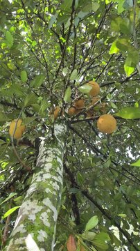 Many ripe yellow jackfruits hanging from the tree, showing their large size and characteristic skin in a natural sunny environment.