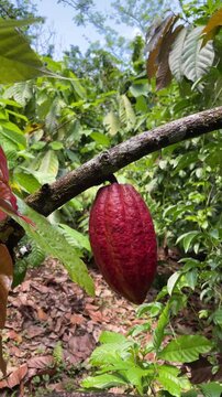 Organic cocoa fruit on the branch surrounded by lush green leaves