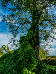 Baumgrundstück im Sommer