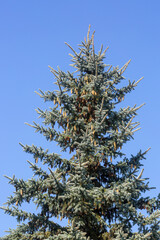 The top of a spruce tree with lots of cones against the blue sky.