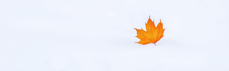 Fototapeta premium Single Bright Orange Maple Leaf Resting on Crisp Snow with Generous Negative Space