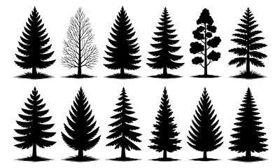 Collection of diverse pine and fir tree silhouettes isolated on transparent background.