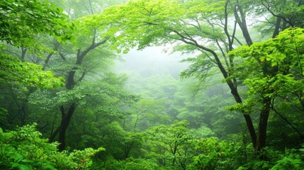 Lush green forest shrouded in mist
