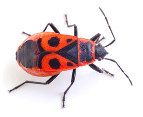Red beetle isolated on white background.