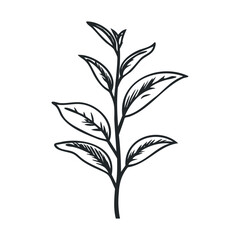 Fototapeta premium Elegant botanical design of a leafy branch for decoration or branding