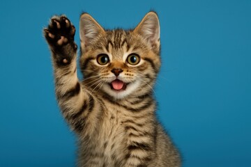 Obraz premium Friendly Tabby Kitten Waving Hello on Blue Background