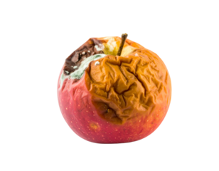 Rotten Apple Isolated on White Background