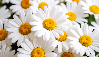 Obraz premium A beautiful and vibrant close-up of a bunch of white daisies.