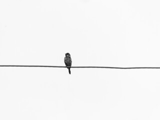 A small bird sitting alone on a wire