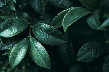 Fototapeta premium Green Leaf on Branch