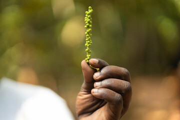 A hand holds a vibrant black pepper stem with multiple buds, highlighting the importance of...