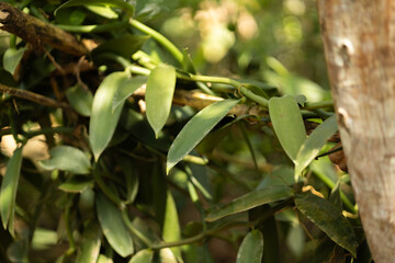 A vibrant display of green foliage climbing along tree branches, Vanilla aphylla showcasing the beauty of nature and its intricate connections.