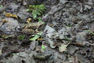 A close-up image of a frog sitting on the forest floor, among fallen leaves, perfectly camouflaged to blend in with its surroundings. This photograph demonstrates the amazing ability of animals to mim