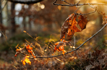 autumn leaves in the forest