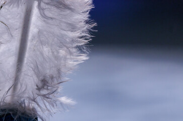 close-up of a white feather on blurry blue background