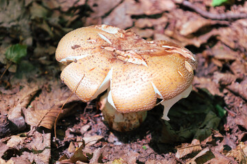 A close-up of an unusual mushroom growing on the forest floor among fallen leaves. Its unique texture and shape attract attention, demonstrating the amazing beauty and diversity of the natural world.