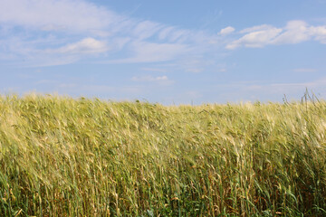 A golden-green field of wheat or barley sways in the wind under a blue sky with light white clouds. This landscape embodies the majesty of nature, tranquility, and abundance.