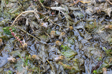 Bees are gathering on wet green vegetation near the water. Their activity demonstrates the important role of insects in nature. This photo conveys the wild beauty and vitality of the ecosystem.