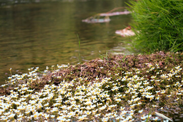 Fragile white flowers with bright yellow centers are scattered on the riverbank, creating a picturesque carpet. Green grass and calm water emphasize the delicate beauty of these flowers. 