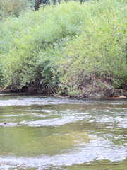 A clear river with a fast current, surrounded by dense green willow thickets. This photo conveys...