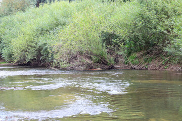 A clear river with a fast current, surrounded by dense green thickets. The reflection of the sky and trees on the water creates a calming effect. The photo conveys the atmosphere of a summer day and r