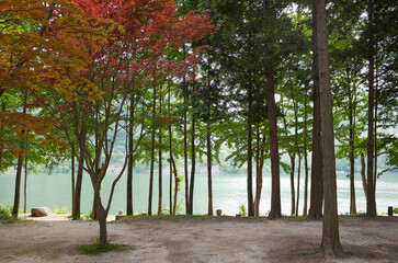 Forest. Namiseom Island is a famous tourist destination in Korea.
