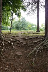 Forest. Namiseom Island is a famous tourist destination in Korea.
