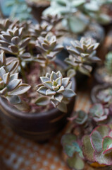 A variety of succulents are on sale.
