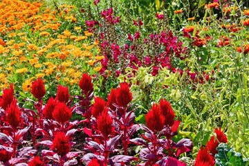 Annual flowers in the summer garden. Red Celosia and orange Marigold