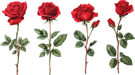 Four beautiful red roses with green leaves and stems isolated on a white background