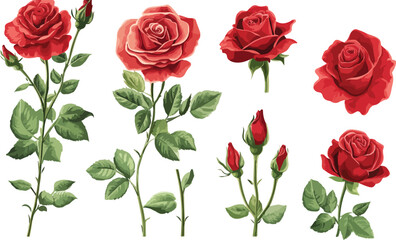 Naklejka premium Collection of beautiful red roses and buds with green leaves on a white background