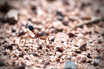 black headed bull ant on rocky ground