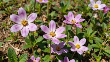Fototapeta premium Delicate pink star shaped flowers blooming in a garden