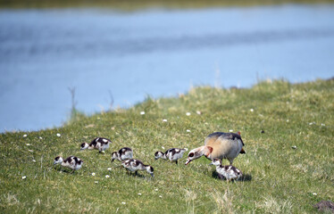 Nilgansküken am Katinger Watt 