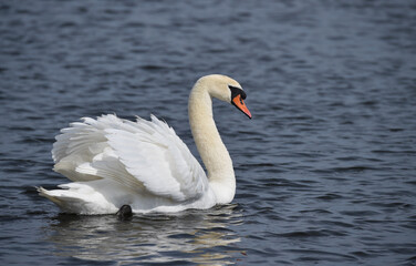 Höckerschwan auf einem See