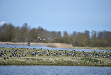 Nonnengänse am Katinger Watt