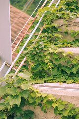 ivy on the wall
