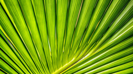 Obraz premium Nature's artistry