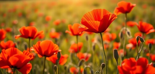 Fototapeta premium Crimson poppies sway, sunlight on delicate petals, summer field, outdoors, meadow
