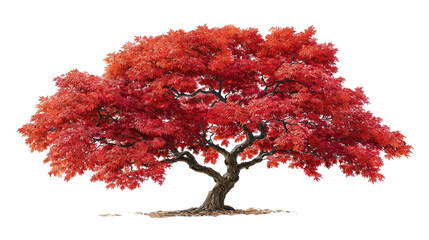 Japanese Maple Tree with Red and Orange Autumn Leaves on Transparent Background