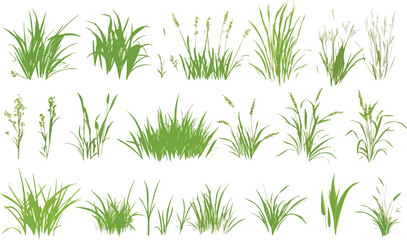 Collection of various green grass and plant species isolated on a clean white background for design