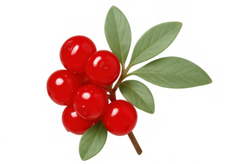 Cluster of ripe lingonberries hanging from a leafy sprig, isolated on a transparent background, ready for integration into designs