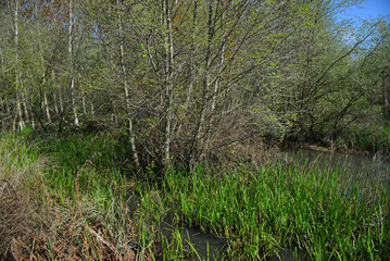 Acarlar Floodlight in Karasu, Sakarya, Turkey.